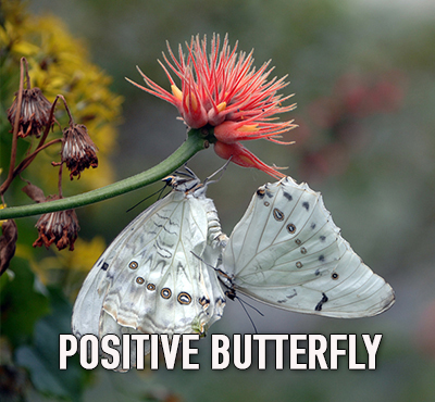 Butterflies don't get depressed - Positive Thinking Doctor - David J. Abbott M.D.